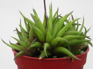 Haworthia chloracantha var. denticulifera   - Pot  5 cm