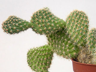 Tunilla erectoclada (Opuntia picardoi)   - Pot  5 cm