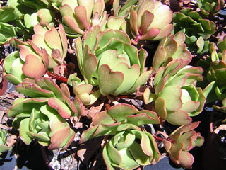 Aeonium glutinosum   - Pot  8 cm