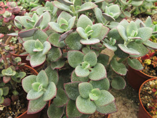 Crassula cordata   - Pot  6 cm