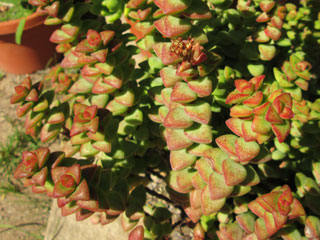 Crassula rupestris   - Pot  5 cm