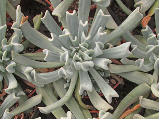 Echeveria runyonii 'Topsy Turvy'   - Pot  6 cm