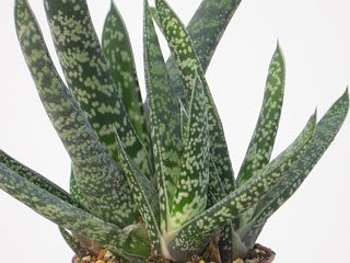 Gasteria bicolor 'Caespitosa'   - Pot  6 cm