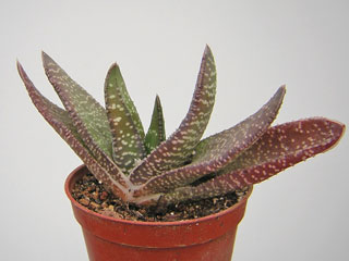 Gasteria carinata   - Pot 10 cm