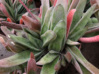 Gasteria carinata  'Schweickerdtiana'   - Pot  6 cm