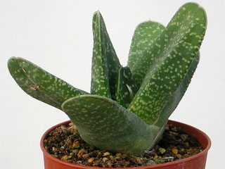 Gasteria carinata  'Subcarinata'   - Pot  6 cm