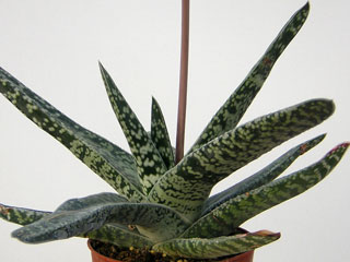 Gasteria 'Bordighera'   - Pot  8 cm