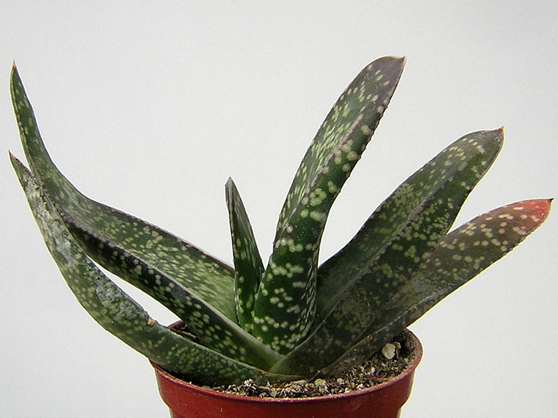 Gasteria 'Metalica'   - Pot 10 cm