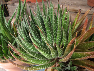 Gasteraloe 'Joseph Kuentz'   - Pot  8 cm