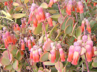 Kalanchoe marnieriana   - Pot  6 cm