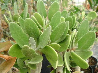 Kalanchoe dinklagei   - Pot  6 cm