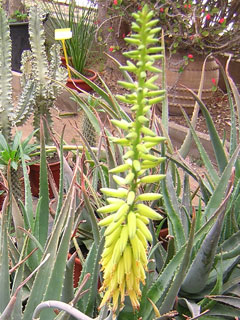 Aloe vera   - Pot 16 cm H 30-35 cm