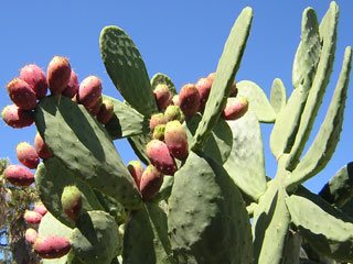 Opuntia ficus-indica var. rubra   - H 40-50 cm