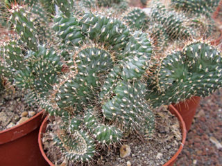 Cylindropuntia fulgida var. mamillata forme cristata   - Pot  5 cm