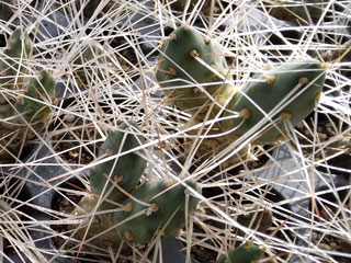 Maihueniopsis glomerata (Tephrocactus glomeratus v. andicola)   - Pot  5 cm