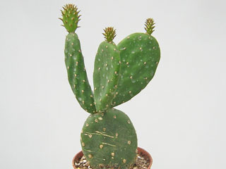 Opuntia macbridei   - Pot  6 cm