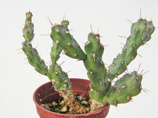 Cylindropuntia sp. KC 013 (molesta ?)   - Pot  6 cm