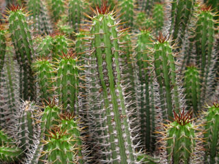 Euphorbia baioensis   - Pot  5 cm