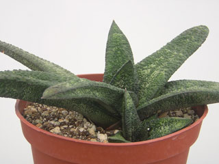 Gasteria batesiana   - Pot  5 cm