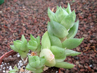 Haworthia cymbiformis var. ramosa   - Pot  5 cm