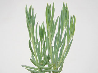 Senecio talinoides (S. spiculosus)   - Pot  6 cm