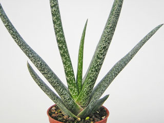 Gasteria bicolor   - Pot 10 cm