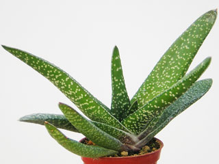 Gasteria carinata  'Latifolia'   - Pot 10 cm