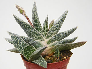 Gasteria pillansii var.  ernesti-ruschii   - Pot  8 cm