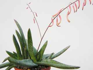 Gasteraloe derbetzei (Gastrolea 'Derbetzii')   - Pot  8 cm