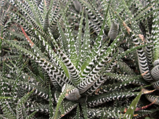 Haworthia attenuata  'Big Band'   - Pot  8 cm