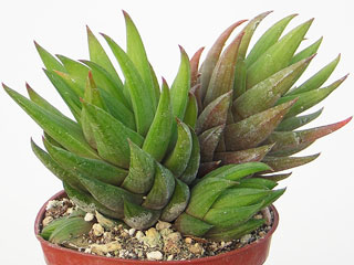 Haworthia coarctata var. greenii   - Pot 10 cm