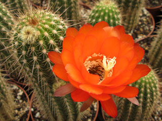 Echinopsis huascha (Trichocereus) fleur orange   - Pot 10 cm