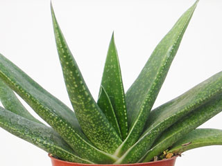 Gasteria carinata  'Angulata'   - Pot  6 cm