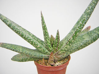 Gasteria carinata  'Dicta'   - Pot  6 cm