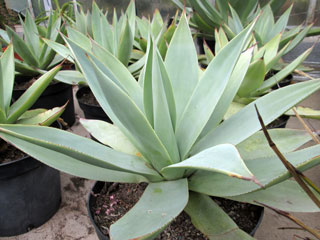 Agave celsii v. albicans   - Pot  8 cm