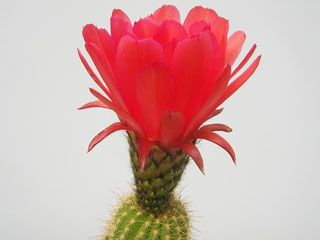 Echinopsis rowleyi (Helianthocereus grandiflorus)   - Pot  5 cm