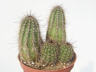 Echinocereus acifer ssp. huitcholensis (matthesianus)   - Pot  5 cm