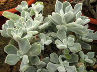 Echeveria pulvinata 'Frosty'   - Pot  6 cm