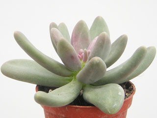 Pachyphytum 'Captain Jessop'   - Pot  6 cm