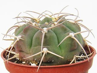 Gymnocalycium bayrianum   - Pot  5 cm