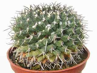 Mammillaria magnimamma (bucareliensis var. bicornuta)   - Pot 18 cm