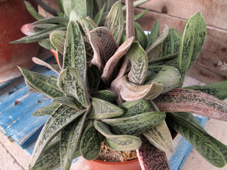 Gasteria 'Little Warty'   - Pot  6 cm