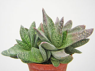 Gasteria 'Obtusa'   - Pot 10 cm