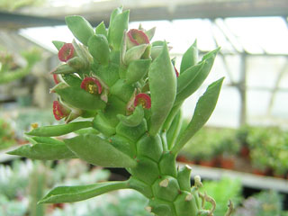 Monadenium stapelioides   - Pot  6 cm