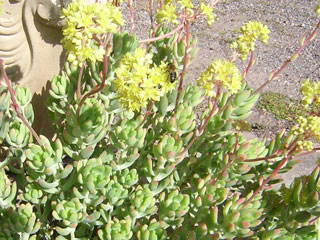 Sedum 'Wray's Rogue'   - Pot  8 cm