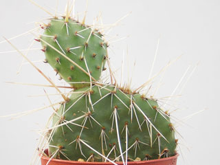 Opuntia polyacantha   - Pot  6 cm