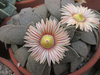 Aloinopsis rubrolineata   - Pot  5 cm