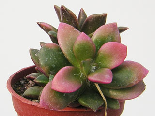 Anacampseros rufescens 'Sunrise'   - Pot  5 cm