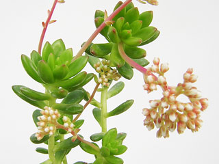 Sedum lucidum   - Pot  6 cm