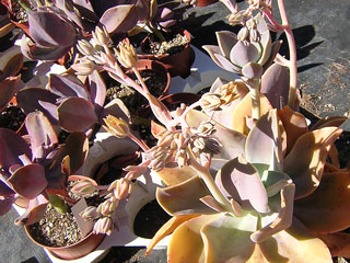 Graptoveria 'Fred Ives'   - Pot  6 cm